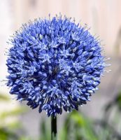 Allium Azureum (Caeruleum)